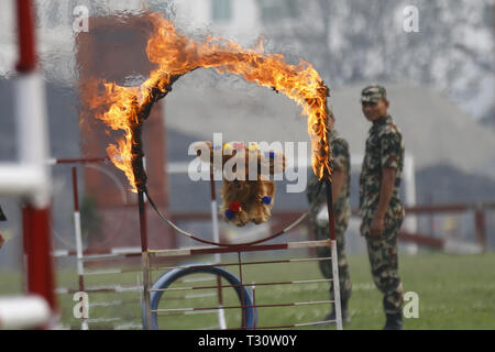 Kathmandu, Nepal. 5 Apr, 2019. Eine Armee Hund springt auf einem Feuer Ring während Ghode Jatra oder Horse Parade Festival an der Armee Pavillon in Kathmandu, Nepal am Freitag, 5. April 2019. Nach Mythen Es wird geglaubt, daß Ghode Jatra gefeiert wird als Triumph über den Dämon, der einmal ein Horror in der Stadt und durch die galoppierende Pferde der Dämon Geist bleibt unter der Erde war. Credit: Skanda Gautam/ZUMA Draht/Alamy leben Nachrichten Stockfoto