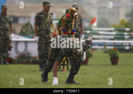 Kathmandu, Nepal. 5 Apr, 2019. Eine Armee Hund führt Tricks während Ghode Jatra oder Horse Parade Festival an der Armee Pavillon in Kathmandu, Nepal am Freitag, 5. April 2019. Nach Mythen Es wird geglaubt, daß Ghode Jatra gefeiert wird als Triumph über den Dämon, der einmal ein Horror in der Stadt und durch die galoppierende Pferde der Dämon Geist bleibt unter der Erde war. Credit: Skanda Gautam/ZUMA Draht/Alamy leben Nachrichten Stockfoto