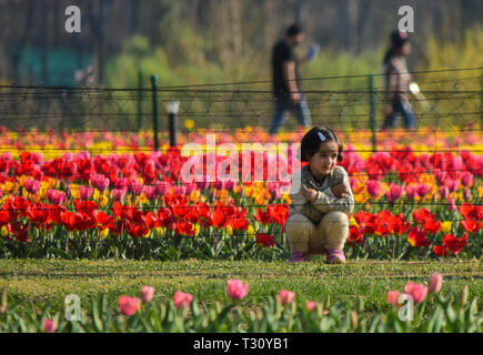 April 3, 2019 - für Kinder und Erwachsene Spaziergang durch den bunten und duftenden Blumenbeeten der Tulpen in der Indira Gandhi Memorial Tulip Garden in Srinagar, die in der Indischen verwalteten Kaschmir, am 3. April 2019. Der Garten, der an den Ausläufern des Zabarwan Bereich befindet, ist auf einem abschüssigen Gelände von sieben Terrassen erbaut und verteilt auf einer Fläche von etwa 30 Hektar, mit Blick auf den beeindruckenden Dal Lake. Es ist Asiens größte tulip Garten betrachtet, und ist die Heimat von 46 Sorten Tulpen, die den großen Bereich des Raumes, sondern auch auf andere Arten von Blumen. Der Garten wurde in 2 Stockfoto