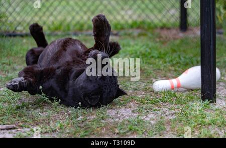 Loxahatchee, Florida, USA. 4 Apr, 2019. Amos, schwarzer Leopard, bei Panther Ridge Conservation Centre in Loxahatchee, 4. April 2019. Credit: Allen Eyestone/der Palm Beach Post/ZUMA Draht/Alamy leben Nachrichten Stockfoto