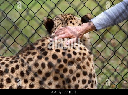 Loxahatchee, Florida, USA. 4 Apr, 2019. Judy Berens pflegt sich Charlie, ein Gepard, bei Panther Ridge Conservation Centre in Loxahatchee, 4. April 2019. Credit: Allen Eyestone/der Palm Beach Post/ZUMA Draht/Alamy leben Nachrichten Stockfoto