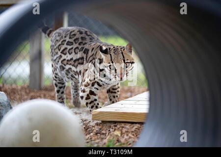 Loxahatchee, Florida, USA. 4 Apr, 2019. Toltec, ein Ozelot, erforscht seine Gehäuse bei Panther Ridge Conservation Centre in Loxahatchee, 4. April 2019. Credit: Allen Eyestone/der Palm Beach Post/ZUMA Draht/Alamy leben Nachrichten Stockfoto