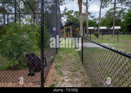 Loxahatchee, Florida, USA. 4 Apr, 2019. Amos, schwarzer Leopard, bei Panther Ridge Conservation Centre in Loxahatchee, 4. April 2019. Credit: Allen Eyestone/der Palm Beach Post/ZUMA Draht/Alamy leben Nachrichten Stockfoto