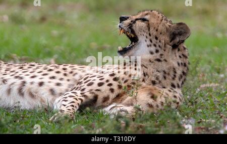 Loxahatchee, Florida, USA. 4 Apr, 2019. Charlie, ein Gepard, erstreckt sich im Gras bei Panther Ridge Conservation Centre in Loxahatchee, 4. April 2019. Credit: Allen Eyestone/der Palm Beach Post/ZUMA Draht/Alamy leben Nachrichten Stockfoto