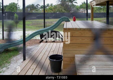 Loxahatchee, Florida, USA. 4 Apr, 2019. Amos, ein schwarzer Leopard, bei Panther Ridge Conservation Centre in Loxahatchee, 4. April 2019. Credit: Allen Eyestone/der Palm Beach Post/ZUMA Draht/Alamy leben Nachrichten Stockfoto