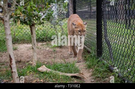 Loxahatchee, Florida, USA. 4 Apr, 2019. Brandy, Puma, bei Panther Ridge Conservation Centre in Loxahatchee, 4. April 2019. Credit: Allen Eyestone/der Palm Beach Post/ZUMA Draht/Alamy leben Nachrichten Stockfoto