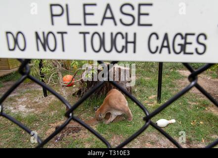 Loxahatchee, Florida, USA. 4 Apr, 2019. Brandy, Puma, bei Panther Ridge Conservation Centre in Loxahatchee, 4. April 2019. Credit: Allen Eyestone/der Palm Beach Post/ZUMA Draht/Alamy leben Nachrichten Stockfoto