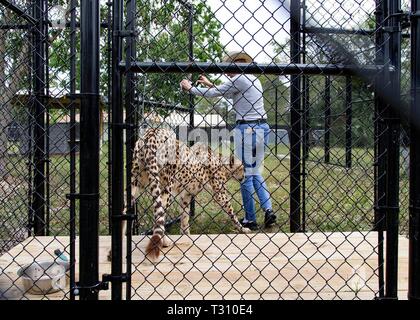 Loxahatchee, Florida, USA. 4 Apr, 2019. Charlie, ein Gepard, mit Judy Berens, Gründer und Geschäftsführer der Panther Ridge Conservation Centre in Loxahatchee, 4. April 2019. Credit: Allen Eyestone/der Palm Beach Post/ZUMA Draht/Alamy leben Nachrichten Stockfoto