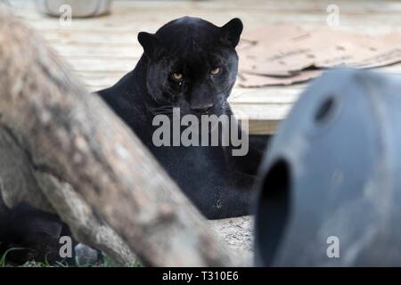 Loxahatchee, Florida, USA. 4 Apr, 2019. Onyx, ein schwarzer Jaguar, ist der jüngste Neuzugang bei Panther Ridge Conservation Centre in Loxahatchee, 4. April 2019. Credit: Allen Eyestone/der Palm Beach Post/ZUMA Draht/Alamy leben Nachrichten Stockfoto