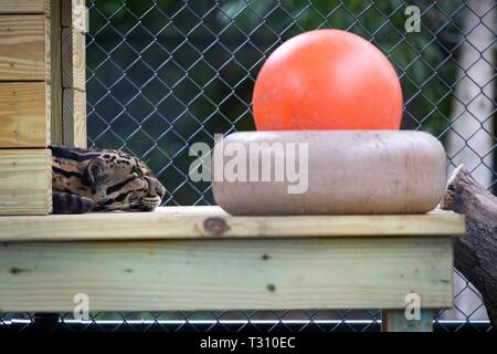 Loxahatchee, Florida, USA. 4 Apr, 2019. Ein nebelparder ruht Tagsüber bei Panther Ridge Conservation Centre in Loxahatchee, 4. April 2019. Credit: Allen Eyestone/der Palm Beach Post/ZUMA Draht/Alamy leben Nachrichten Stockfoto