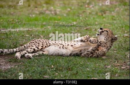 Loxahatchee, Florida, USA. 4 Apr, 2019. Charlie, ein Gepard, Brötchen im Gras an der Panther Ridge Conservation Centre in Loxahatchee, 4. April 2019. Credit: Allen Eyestone/der Palm Beach Post/ZUMA Draht/Alamy leben Nachrichten Stockfoto