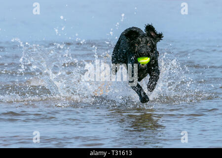 Southport, Merseyside, UK. Hunde Tag heraus. 6. April 2019. Einen wunderschönen sonnigen und warmen Tag als ein drei Jahre altes Cockapoo namens Poppy der beste Tag hat jemals, wie sie läuft durch die Gezeiten- Wasser am Strand entlang in Southport, Merseyside. Credit: cernan Elias/Alamy leben Nachrichten Stockfoto