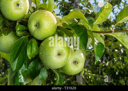 Große reife Äpfel Cluster hängen Heap auf Ast in einer intensiven Apple Orchard Stockfoto