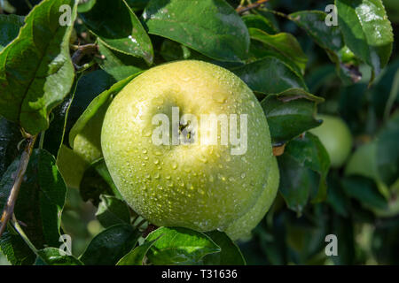 Große reife Äpfel Cluster hängen Heap auf Ast in einer intensiven Apple Orchard Stockfoto