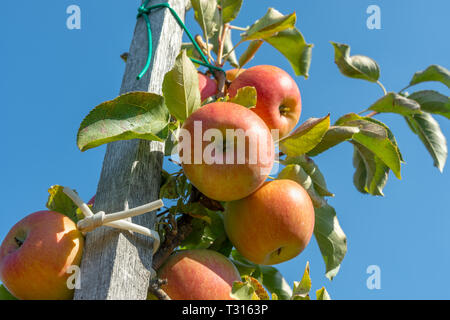 Große reife Äpfel Cluster hängen Heap auf Ast in einer intensiven Apple Orchard Stockfoto