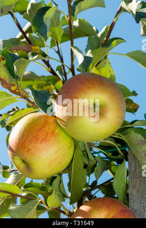 Große reife Äpfel Cluster hängen Heap auf Ast in einer intensiven Apple Orchard Stockfoto