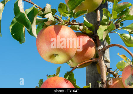 Große reife Äpfel Cluster hängen Heap auf Ast in einer intensiven Apple Orchard Stockfoto
