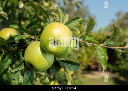 Große reife Äpfel Cluster hängen Heap auf Ast in einer intensiven Apple Orchard Stockfoto