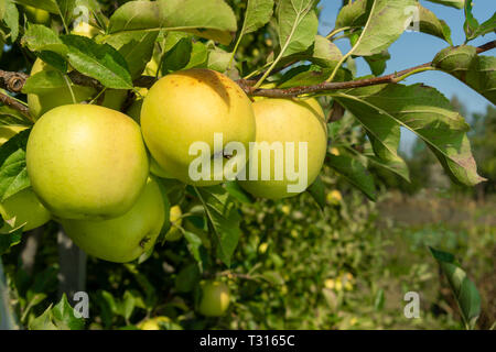 Große reife Äpfel Cluster hängen Heap auf Ast in einer intensiven Apple Orchard Stockfoto