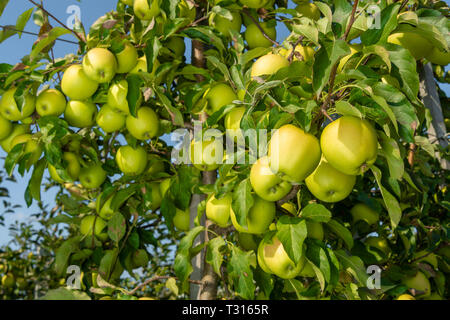 Große reife Äpfel Cluster hängen Heap auf Ast in einer intensiven Apple Orchard Stockfoto