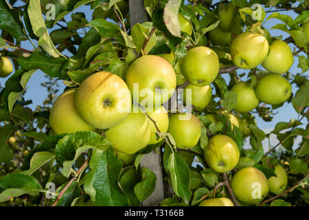 Große reife Äpfel Cluster hängen Heap auf Ast in einer intensiven Apple Orchard Stockfoto