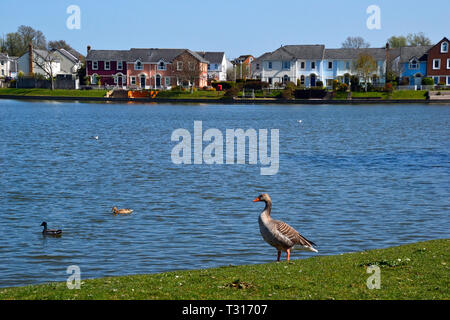 Gänse und Enten am Ufer des Sees an, Aylesbury Watermead, Buckinghamshire, Großbritannien Stockfoto