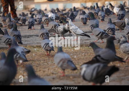 Gruppe von Tauben Sitzen und Essen auf dem Boden, weiße Taube in der Mitte der grauen Tauben. Stockfoto