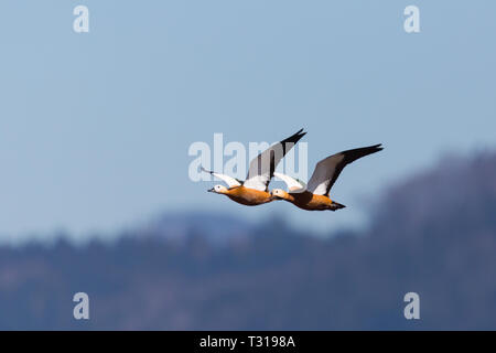 Zwei natürliche ruddy Brandgänse (tadorna ferruginea) im Flug, blauer Himmel Stockfoto