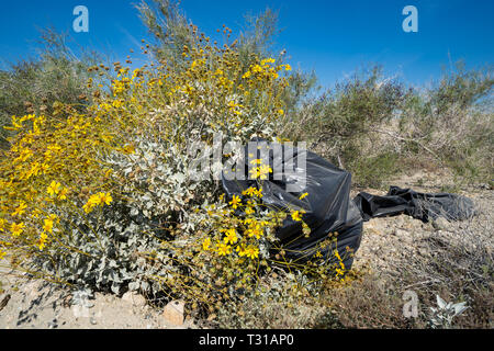 Mülleimer Müllsack in der Wüste ausgesetzt, neben schönen gelben Wildblumen. In der Salton Sea area von Kalifornien genommen. Konzept für littering Stockfoto