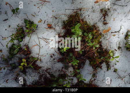 Taiga Forest an einem sonnigen Frühlingstag. Aufgetaut patch mit Büschen von Cranberries. Stockfoto