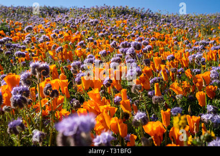 Elegante lacy Phacelia und orange Mohnblumen wachsen in einem wildflower Feld am Antelope Valley Poppy finden in Kalifornien während der Frühling super Blüte Stockfoto