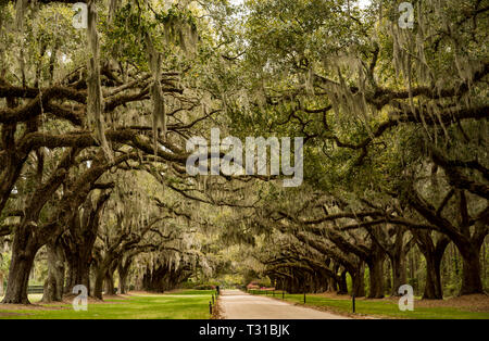 Boulevard in der Boone Hill Plantation in Charleston SC - USA Stockfoto