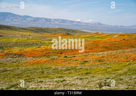Bereich der orange California Poppies in voller Blüte unter den grünen Hügeln von Lancaster California. Windmühlen (Turbinen) für einen Windpark in der di Stockfoto