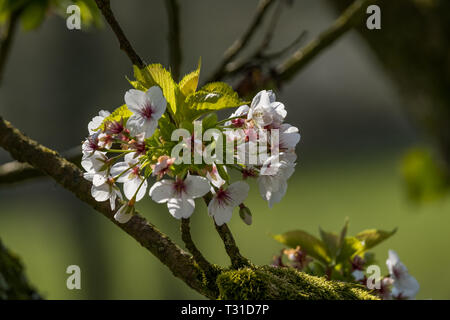 Apple Blossom Flowers hängen von einer Niederlassung Stockfoto