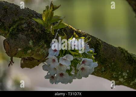Apple blühen Blumen auf einem Zweig Stockfoto
