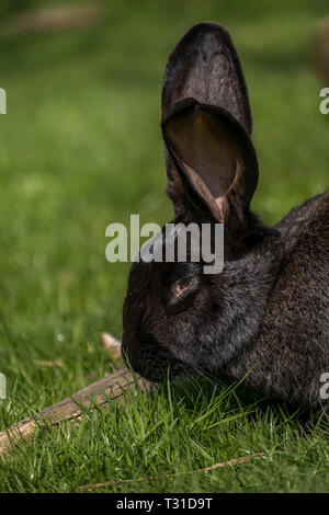 Riesen Kaninchen essen Gras Stockfoto