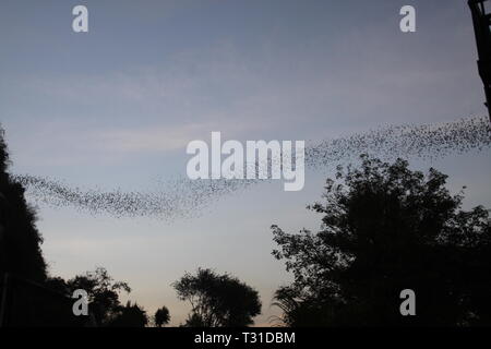 Battambong Bat Cave, Banan, Kambodscha: Unzählige Fledermäuse in der Abenddämmerung schwärmen Stockfoto