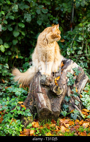 Männliche Ingwer Tom Cat saß auf einem Baumstumpf Stockfoto