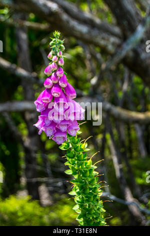 Lila blühender fingerhut an der Coromandel Küste Walkway an Coromandel Halbinsel, Northland, Neuseeland. Stockfoto