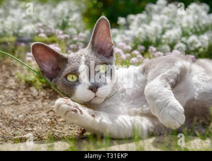 Devon Rex bicolor Katze liegend in einem Blumenbeet und Spielen mit einem Grashalm außerhalb in einem blühenden Garten, Neugierig mit wundervollen Augen Stockfoto