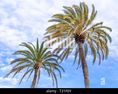 Zwei Palmen am blauen Himmel mit Wolken Hintergrund Stockfoto