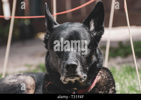 Hund Lounging im Hinterhof Stockfoto