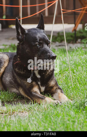 Hund Lounging im Hinterhof Stockfoto