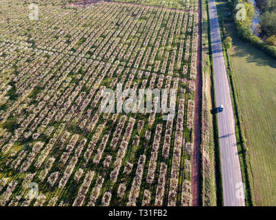 Luftaufnahme über Straße und blühende großen Apfelbaum orchard Stockfoto