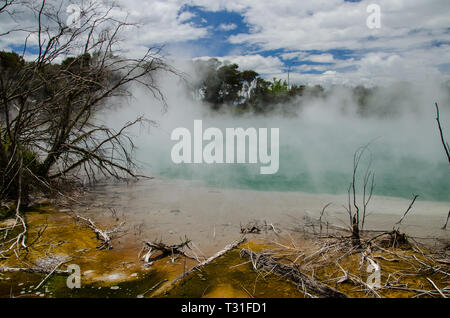 Boling Thermal Pools in Kuirau Park, Rotorua, North Island, Neuseeland. Stockfoto