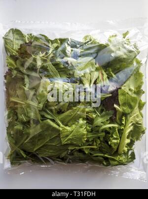 Gesundes Essen. Eine Packung Frischer gemischter Grüne und Rote Blätter Kopfsalat, Roka Rucola und Spinat für Salate Stockfoto