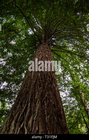 Redwood Tree in Whakarewarewa Forest in Rotorua, North Island, Neuseeland. Stockfoto