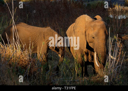 Afrikanische Elefanten (Loxodonta Africana) Fütterung, Krüger Nationalpark, Südafrika Stockfoto