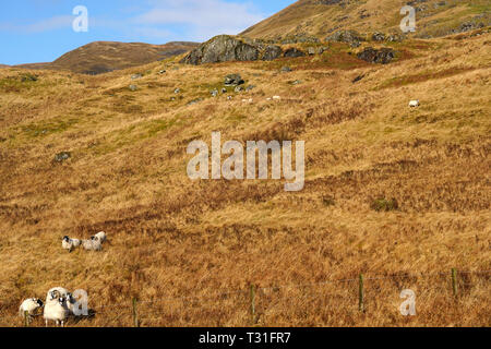 Schafe auf den glorreichen Woodland Trust Glen Finglas Immobilien Schottland Stockfoto