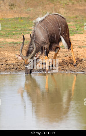 Männliche Nyala-Antilope (Tragelaphus Angasii)-Trinkwasser, Mkuze Game reserve, Südafrika Stockfoto